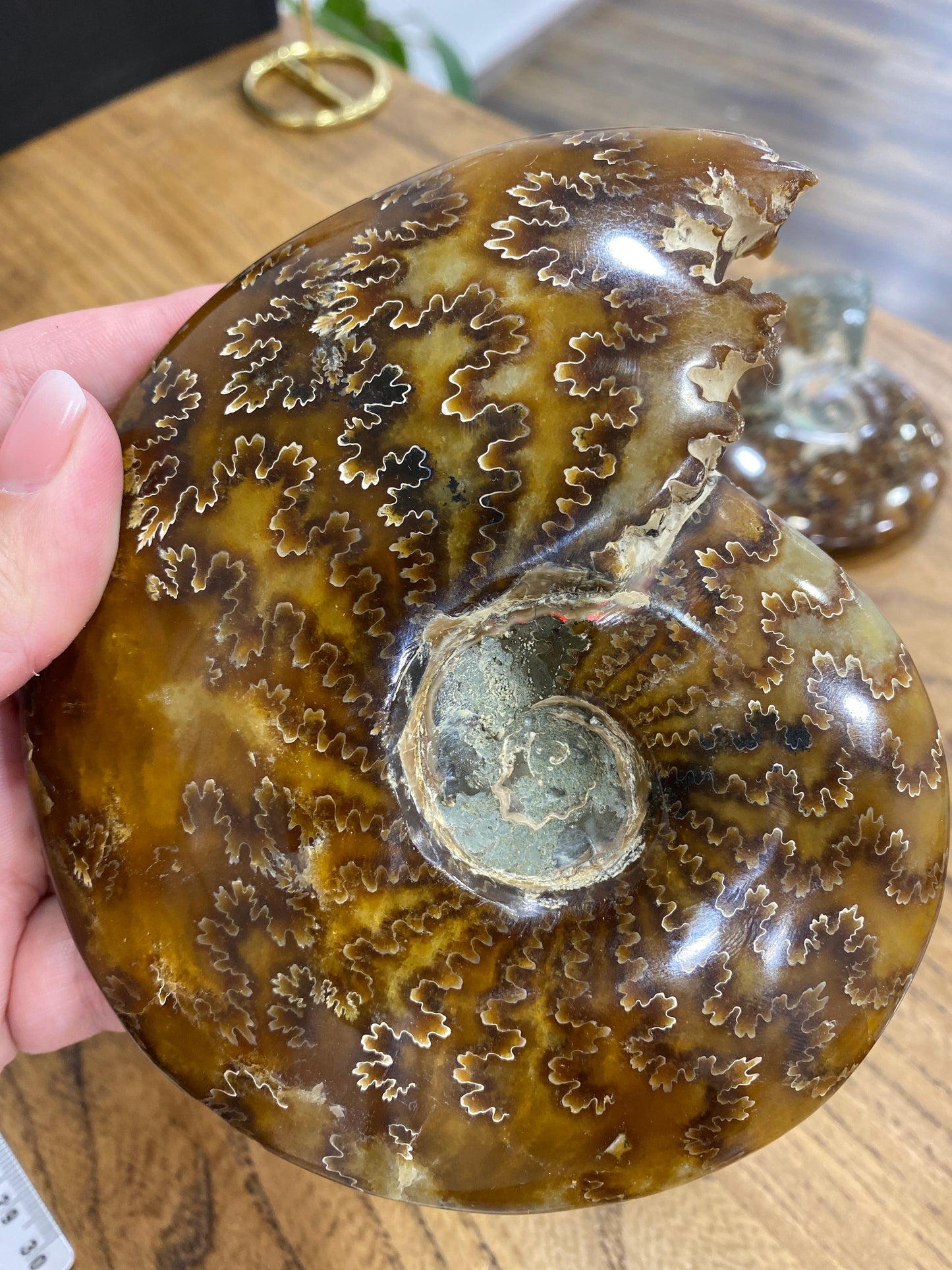 Ammonite (AMO-1)