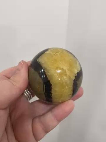 SPHERE SEPTARIA (80)